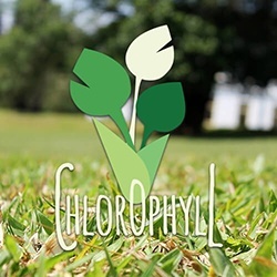 Logo Design Webdesign Homepage Chlorophyll